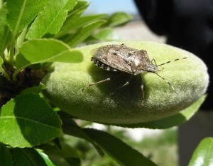 almondbug